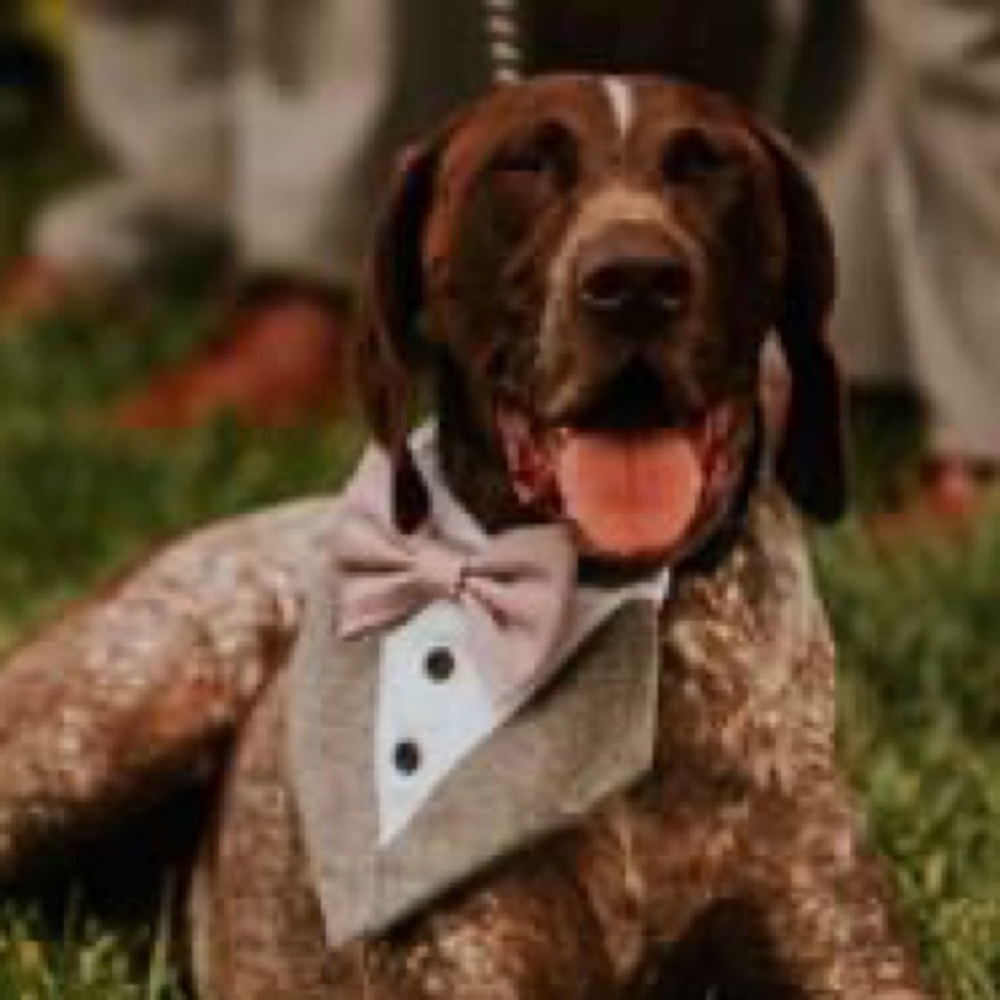 Dog Bow Tie Tuxedo Bandana